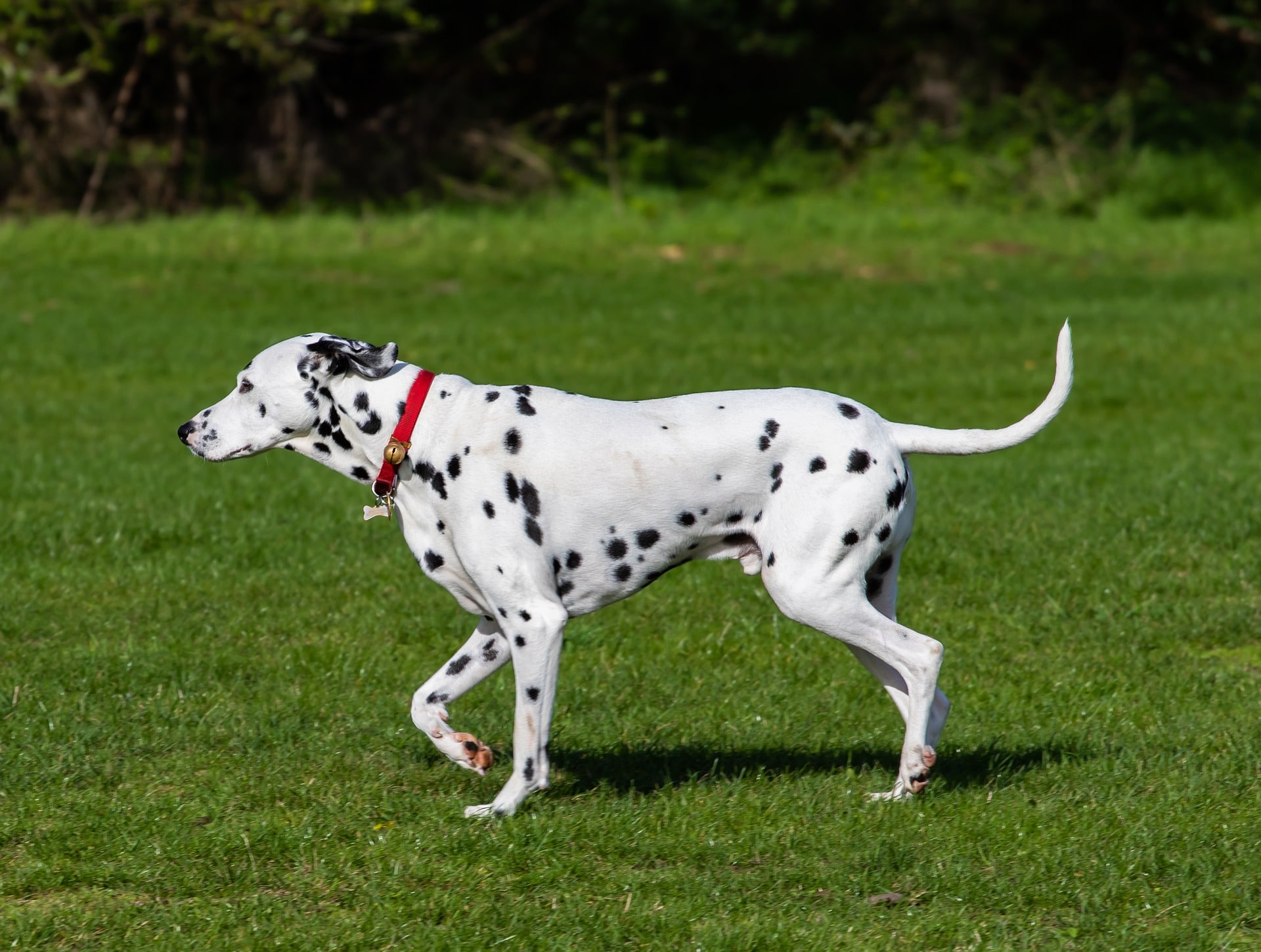 Dalmatien
