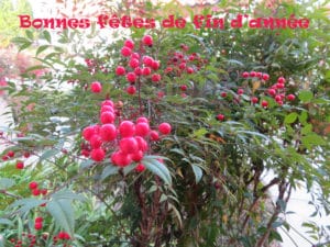 Bonnes fêtes de fin d'année